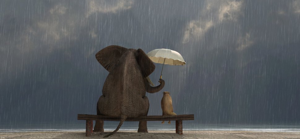 umbrella of compassion