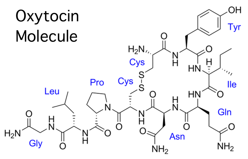 oxytocin molecule